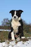 BORDER COLLIE 1042